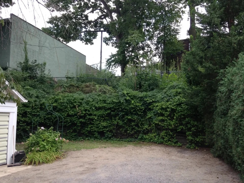 A gravel driveway beside a small shed, leading to an overgrown garden with dense foliage and trees.