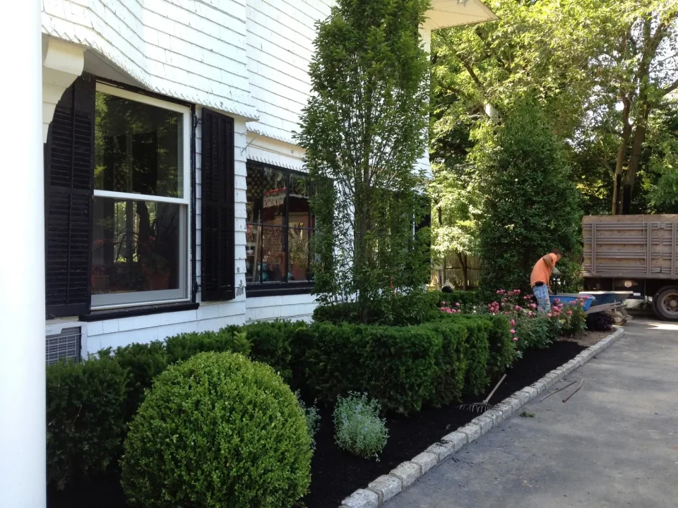 Person gardening in front of a white house with black shutters and landscaped bushes.