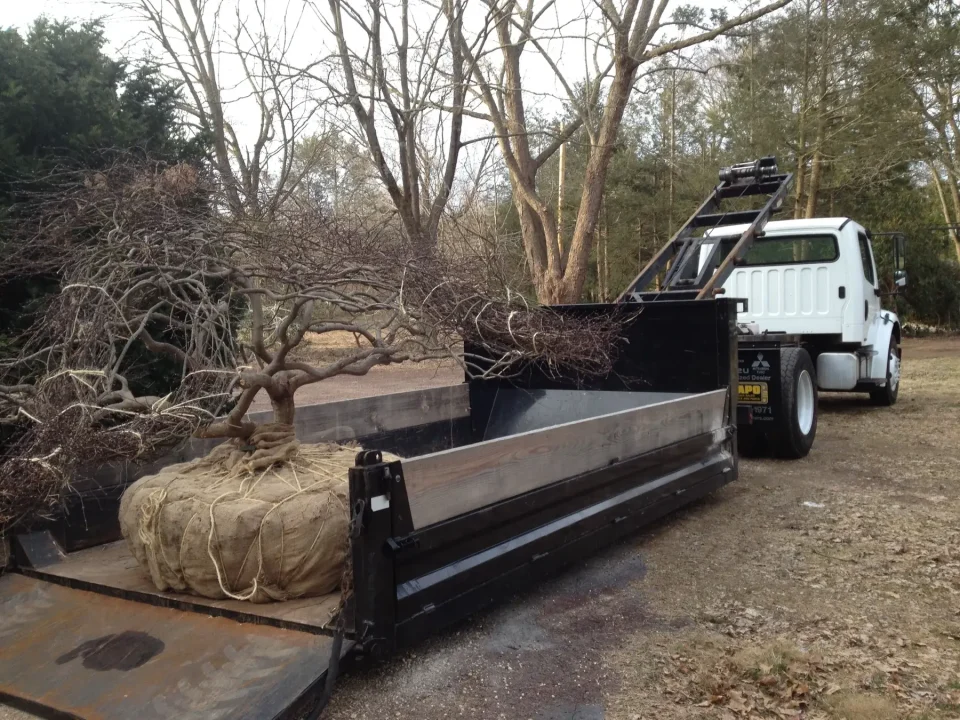 A large uprooted tree with a burlap-wrapped rootball loaded on a flatbed tow truck.