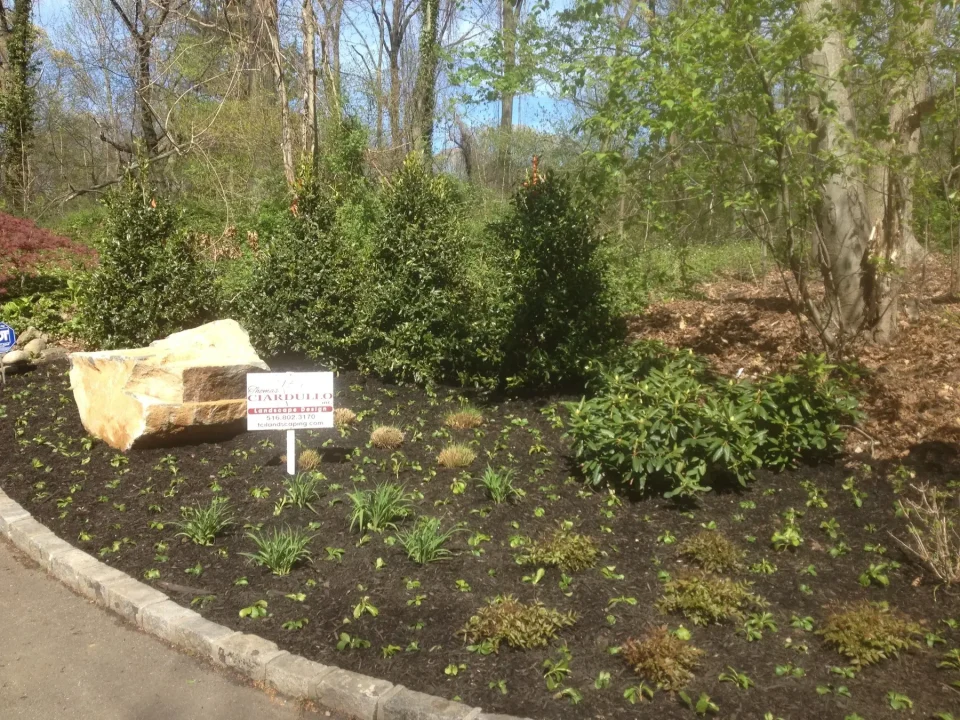 A landscaped garden with fresh plants, a large rock, and a TCI Landscaping sign.