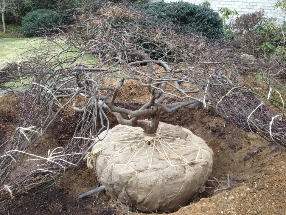 A tree with its roots wrapped in burlap, sitting in a dirt hole, ready for transplanting.
