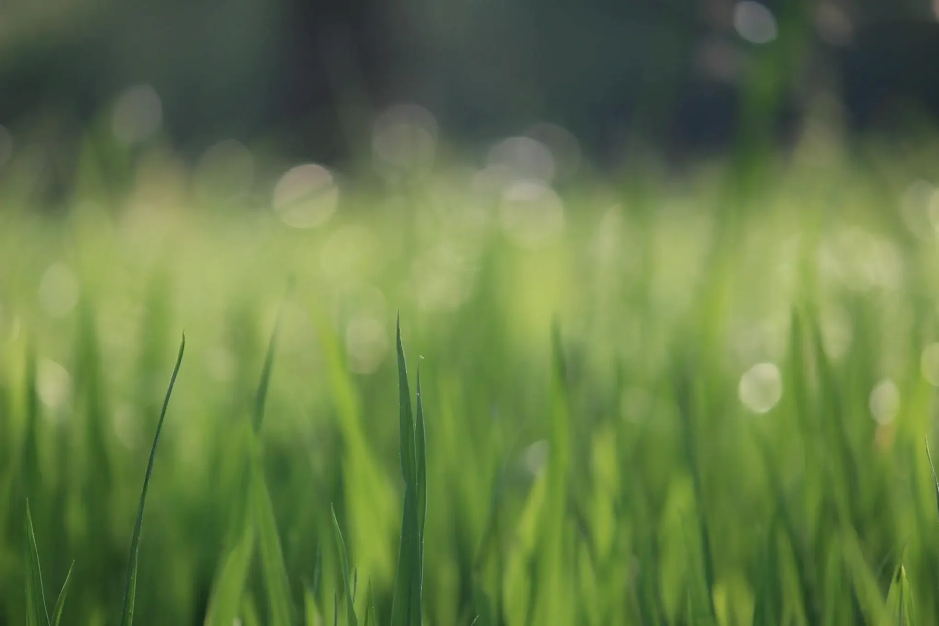 grass closeup